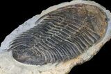 Homalonotid (Iberocoryphe?) Trilobite - Very Rare! #125123-4